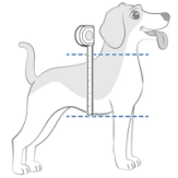Measure The Height Of Your Dog