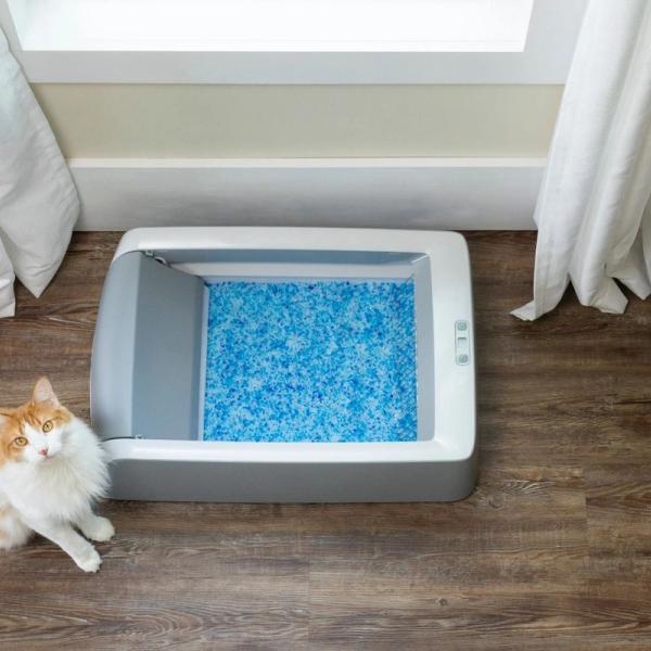 cat and litter box