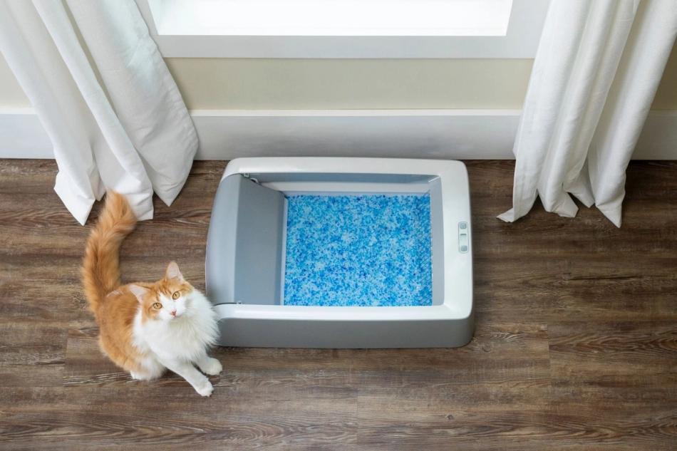 cat and litter box