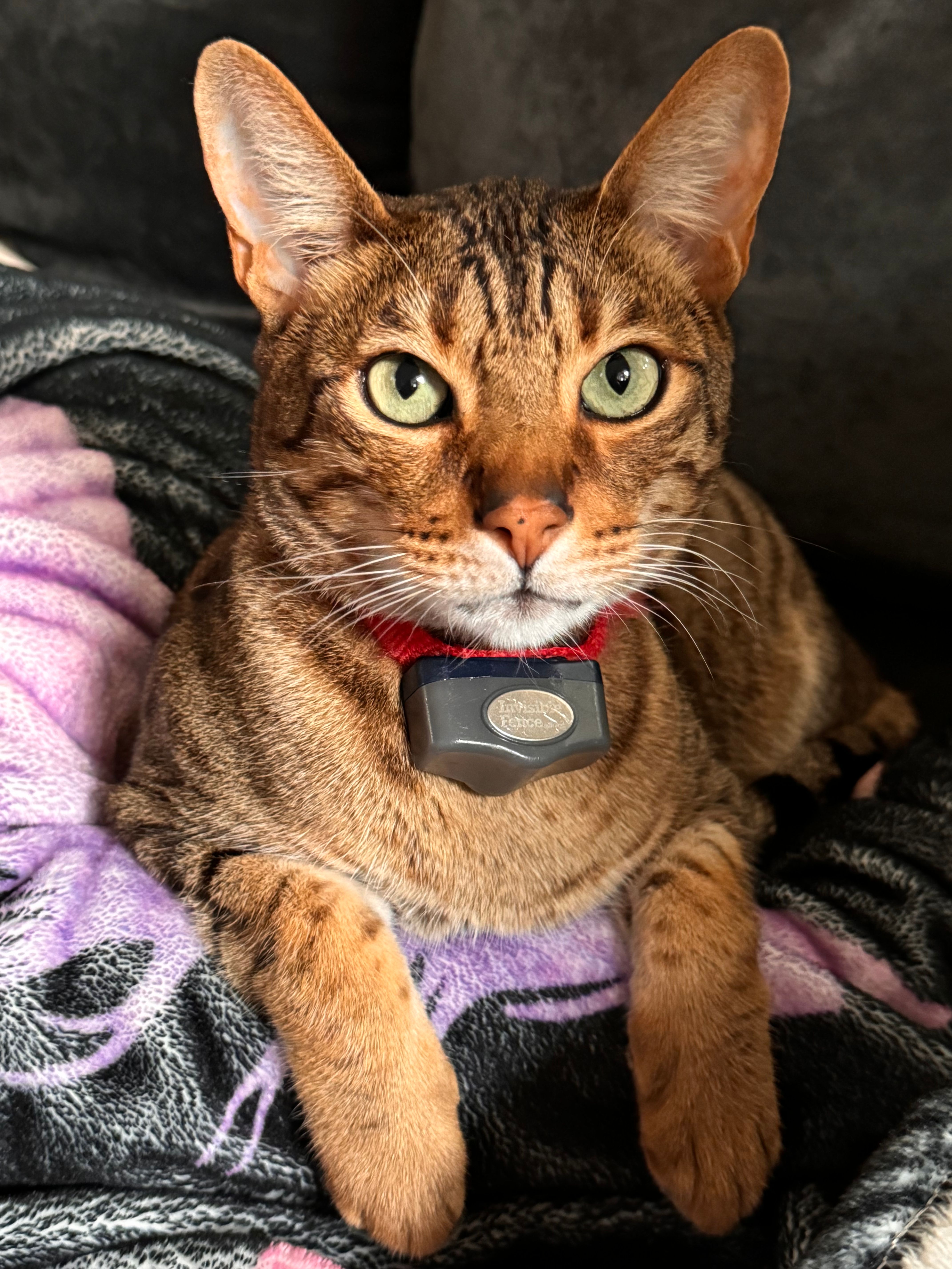 cat lounging wearing invisible fence collar 