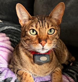 cat lounging wearing invisible fence collar