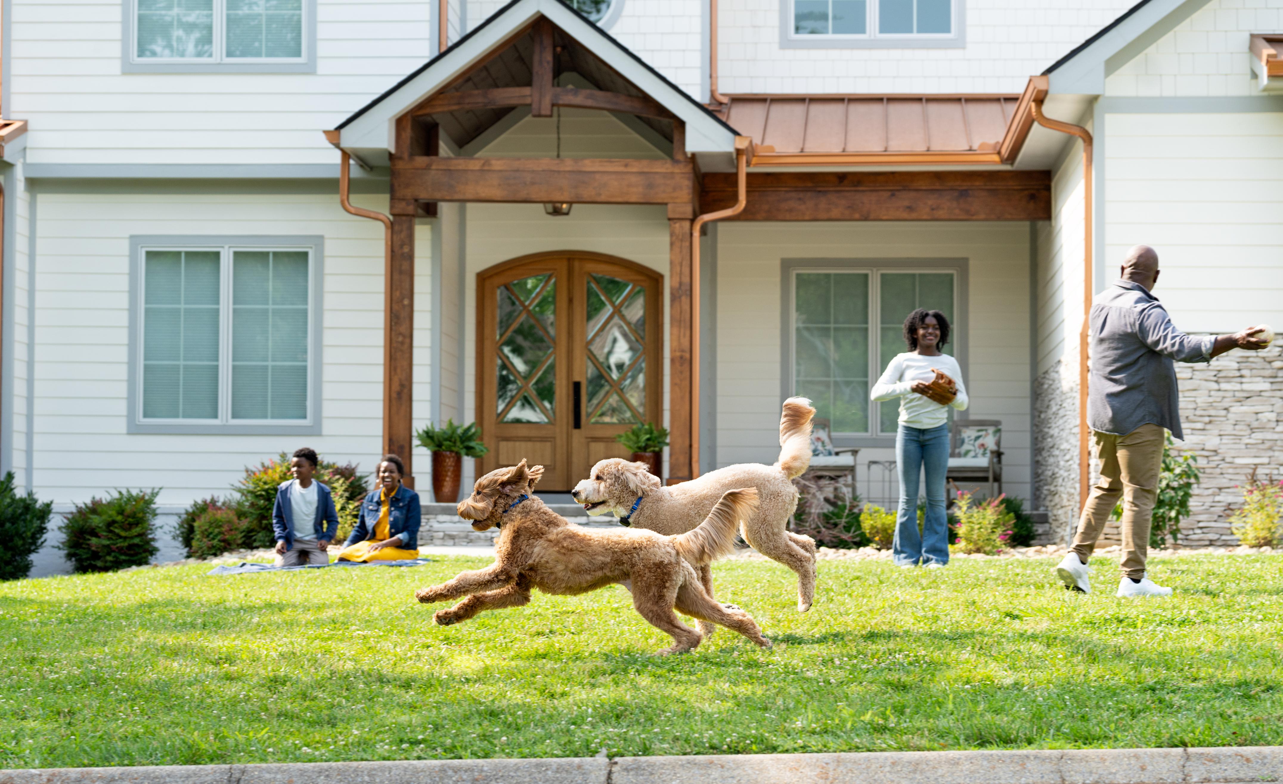 family playing baseball dogs running across yard