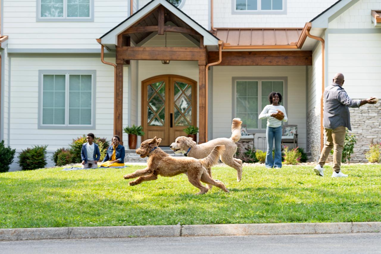 Labradoodles running in front yard with family playing catch and sitting on a blanket