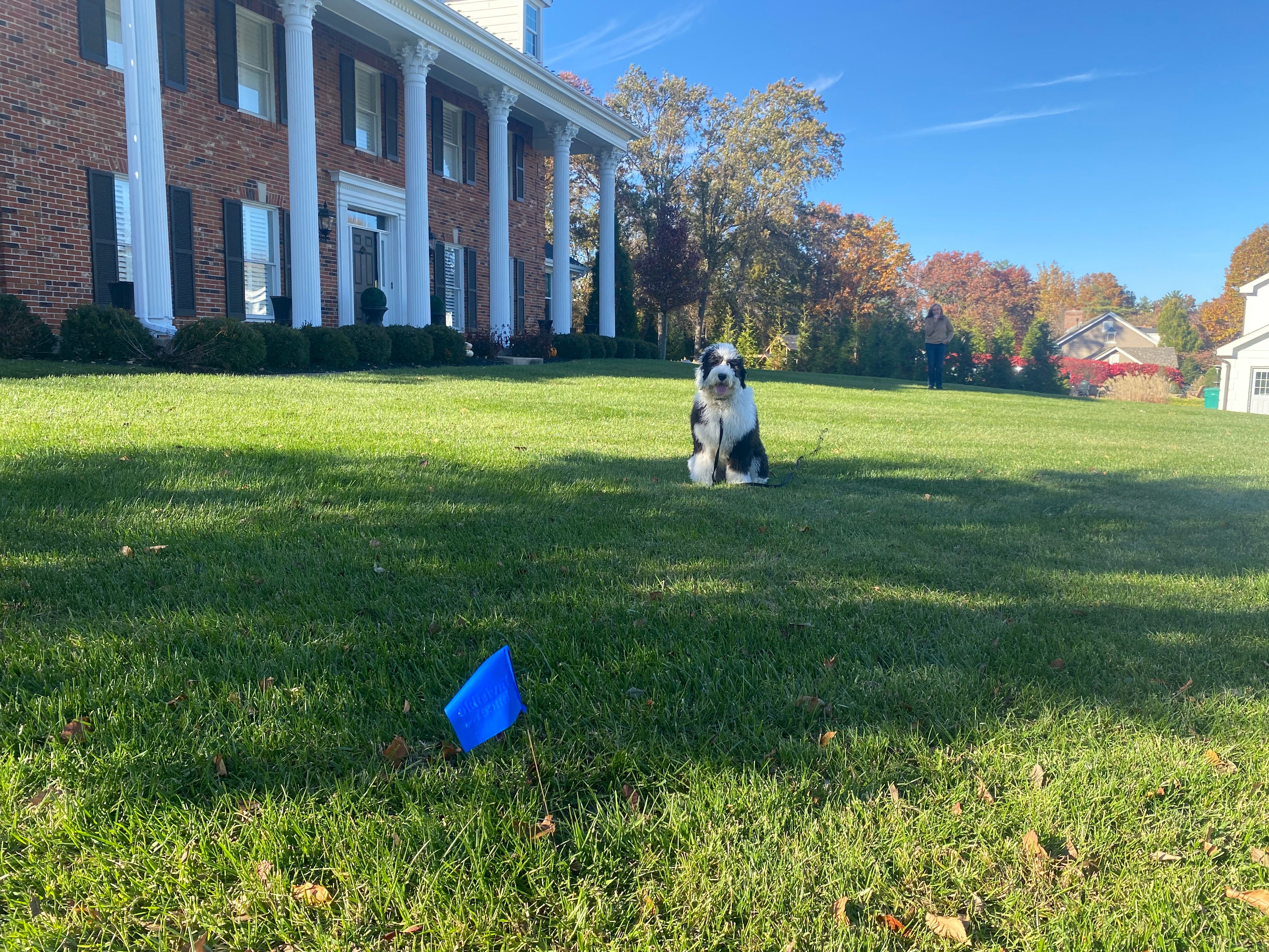 doodle dog  in yard  with blue flag 