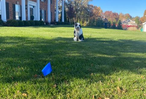 doodle dog in yard with blue flag