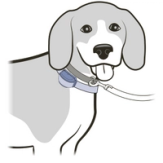 Attach to second collar