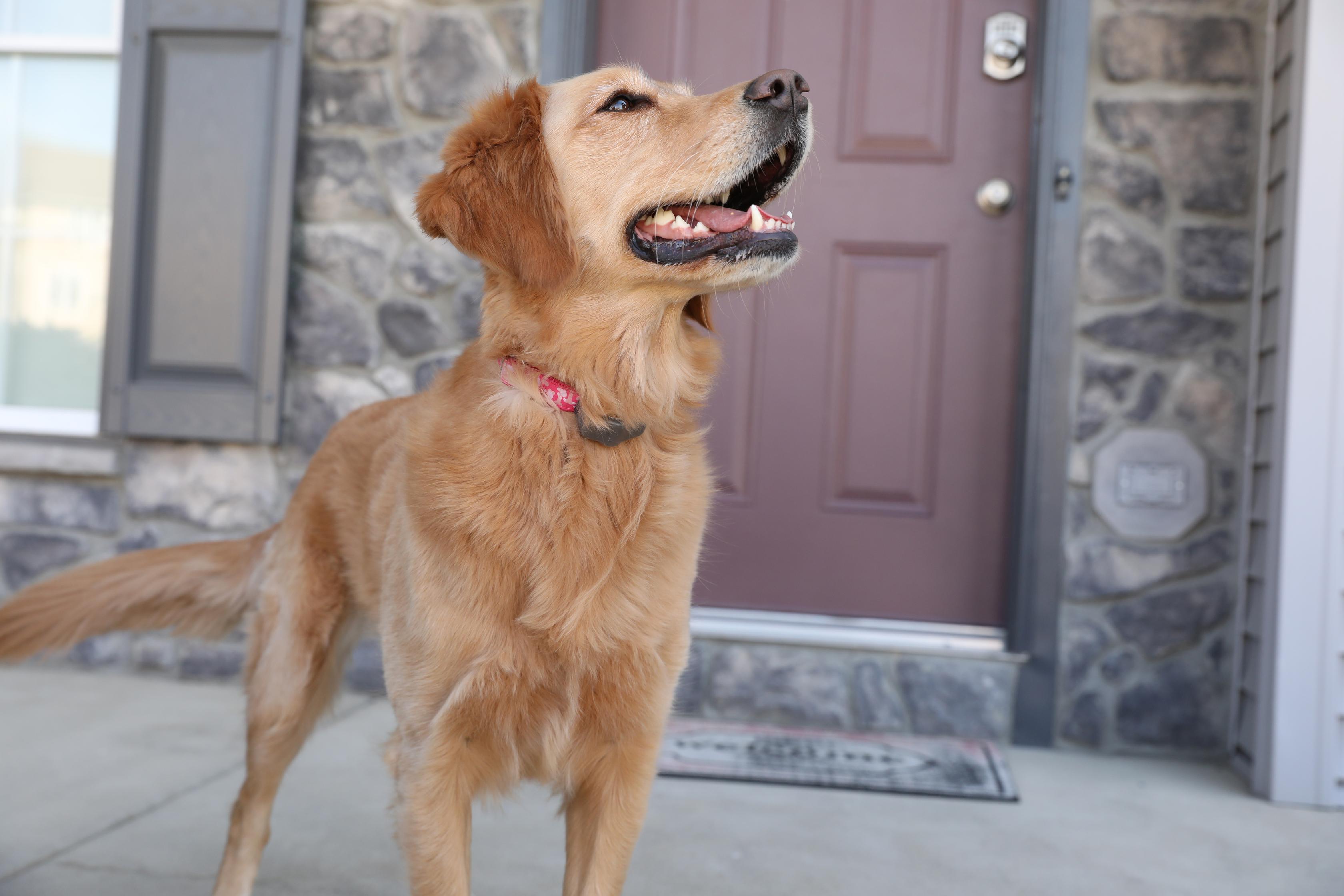 Excited golden retriever outside by front door