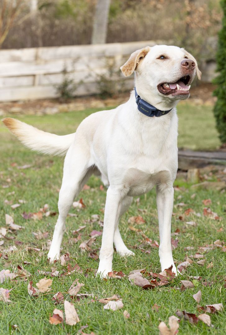 best bark collar for labrador