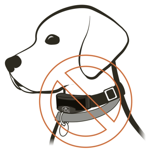 Two Collars On At Once on the Dog