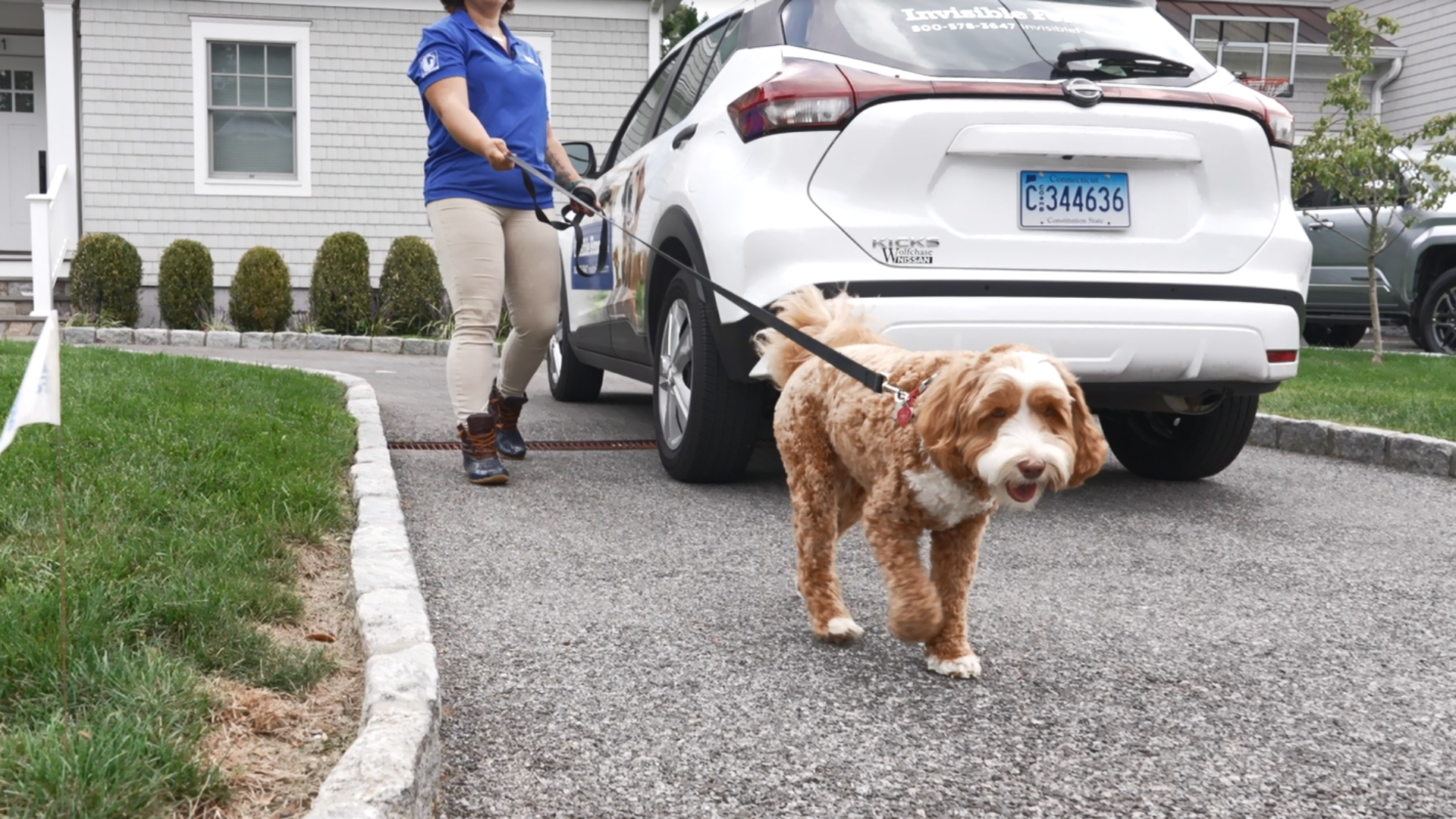 A goldendoodle on a held leash walking down the driveway towards something of interest with Invisible flags to the left him.