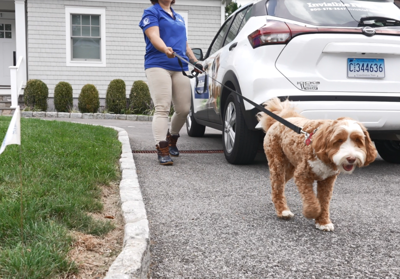 A goldendoodle on a held leash walking down the driveway towards something of interest with Invisible flags to the left him.