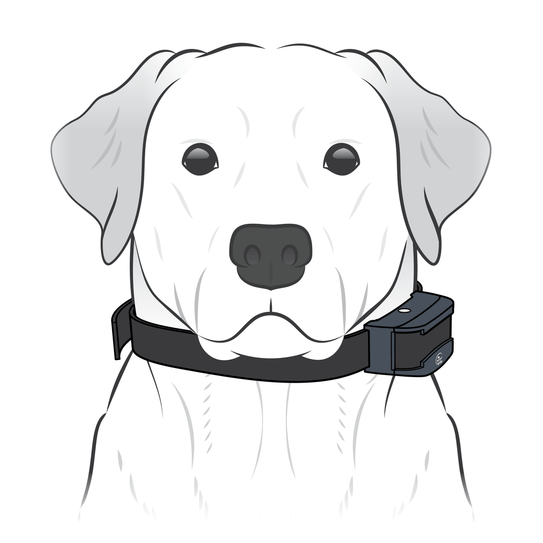 Collar On Dog And Powered On