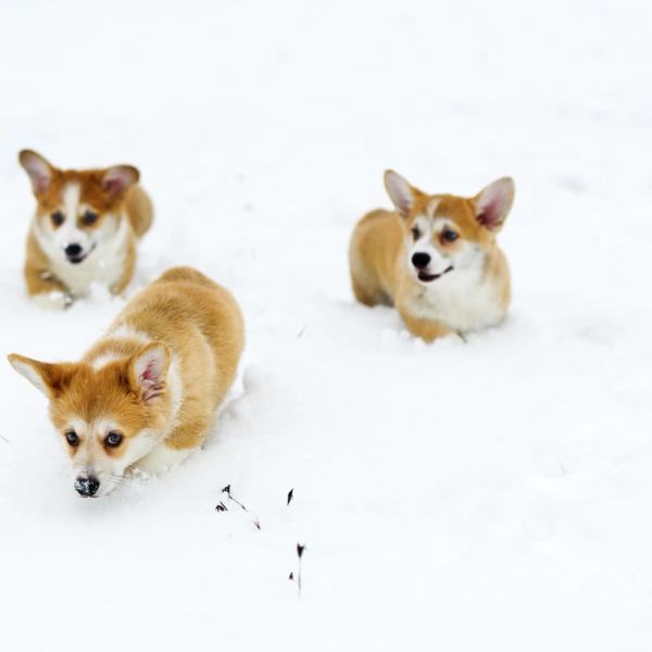 dog winter safety