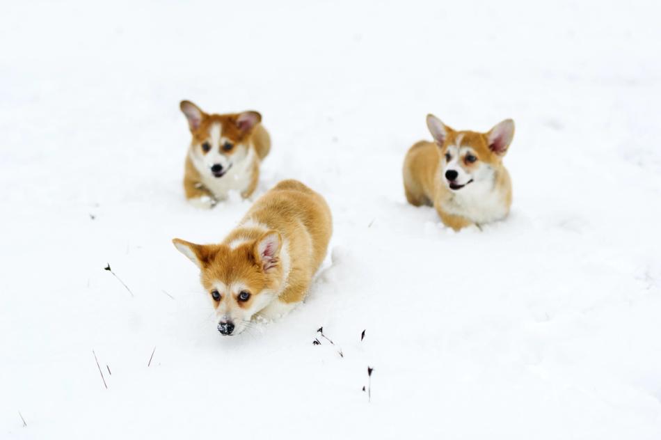 dog winter safety