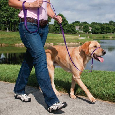 best dog walking technique