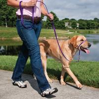dog on leash