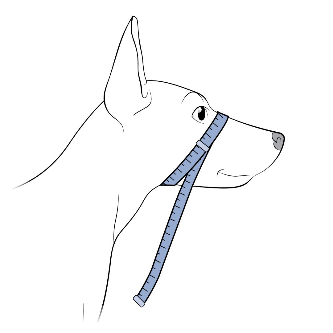 Measure Over Dog's Snout