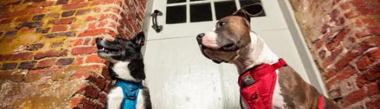 Kurgo Dog Products