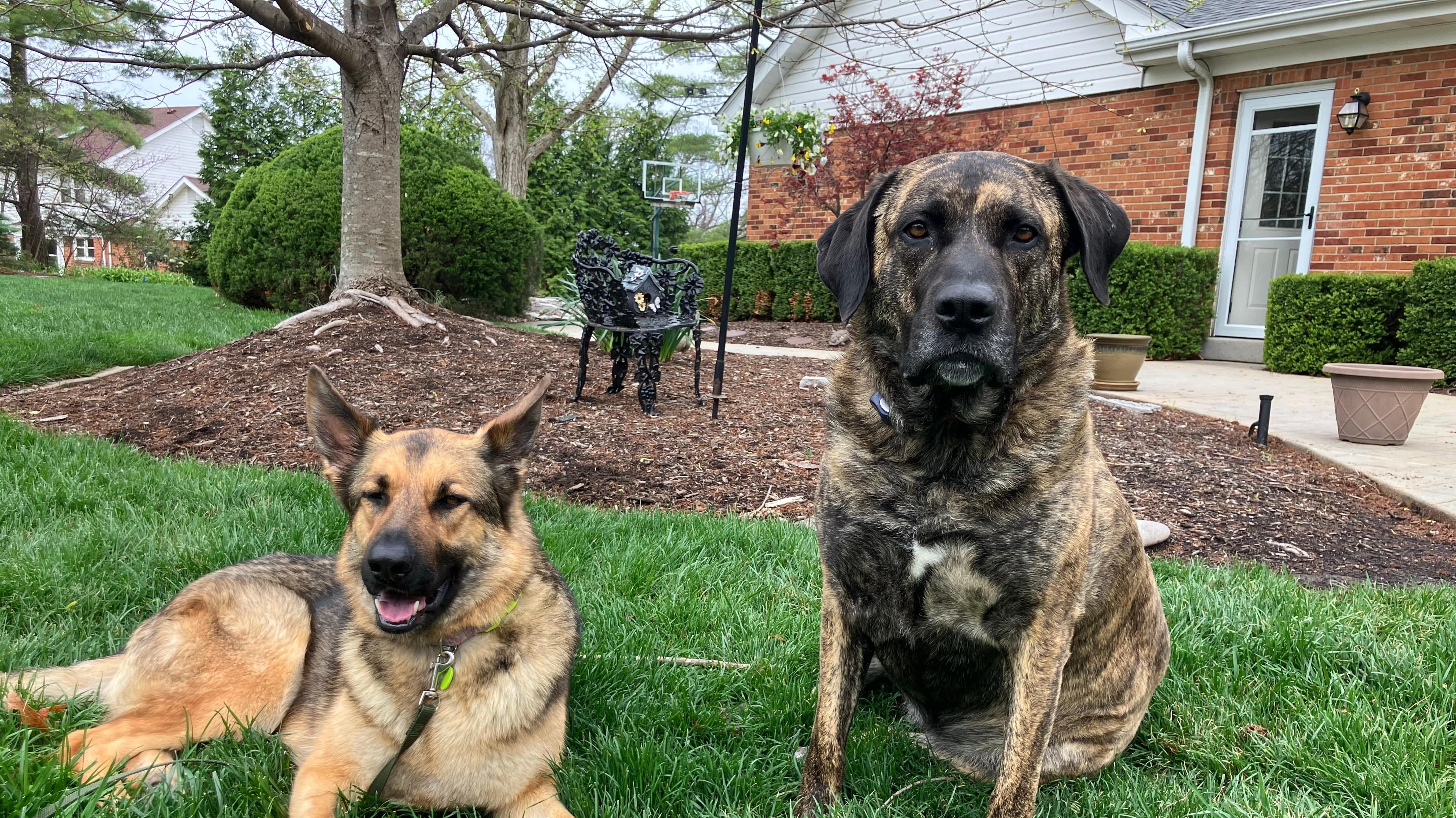 german shepherd and mastiff laying in front of new house with invisible fence collar on