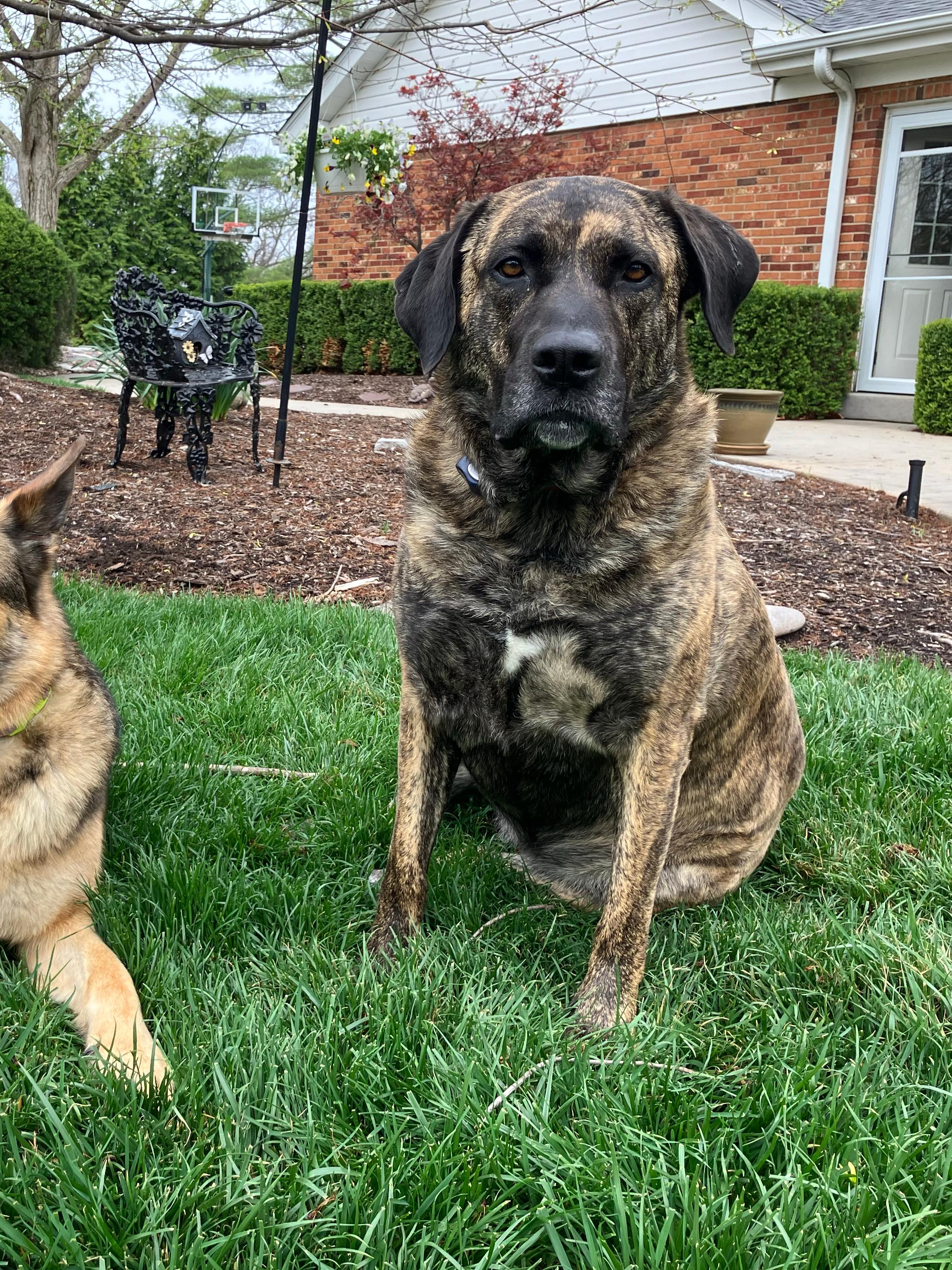 german shepherd and mastiff laying in front of new house with invisible fence collar on
