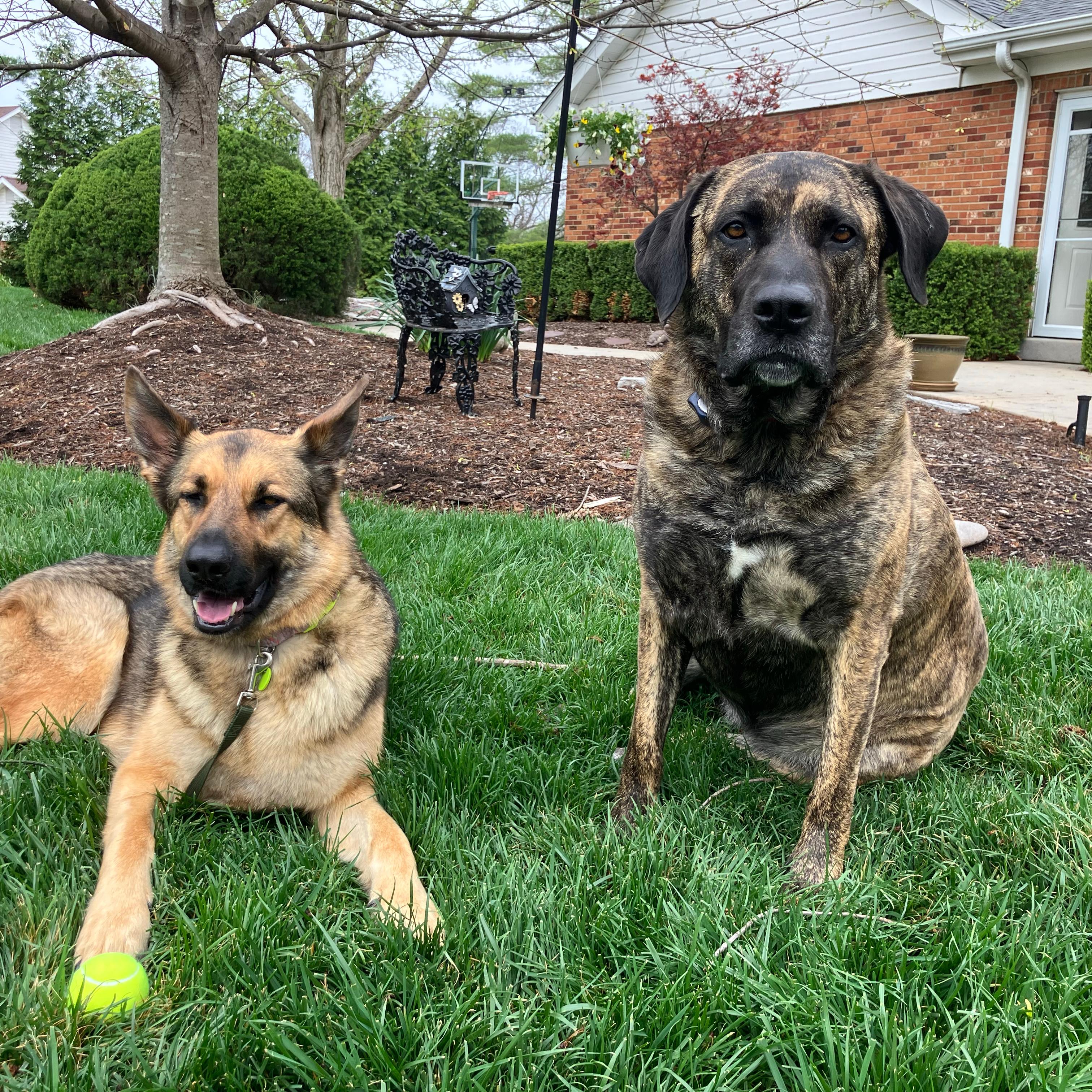 german shepherd and mastiff laying in front of new house with invisible fence collar on