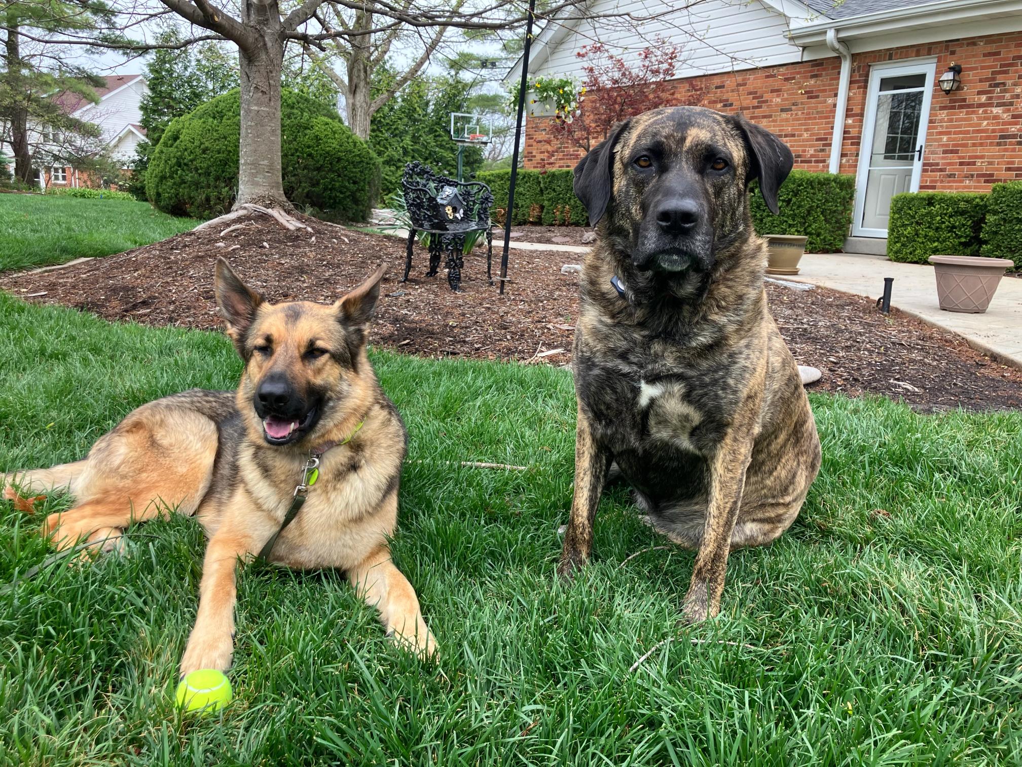 german shepherd and mastiff laying in front of new house with invisible fence collar on
