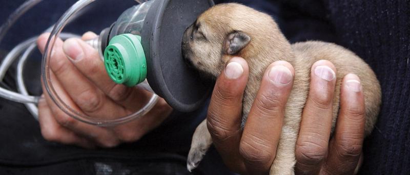 Puppy receives oxygen after suffering from smoke inhalation.