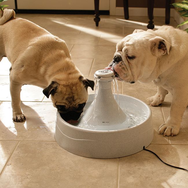 fountains for short-nosed dogs