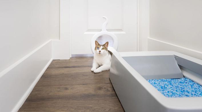 Cat in it's own room where litter box is