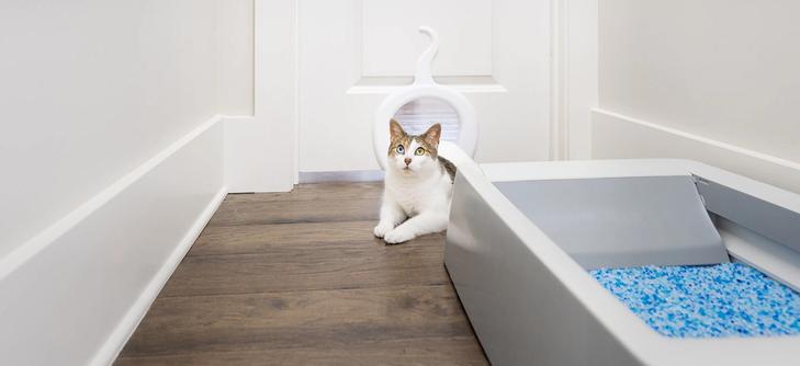 Cat in designated room for litter box setup