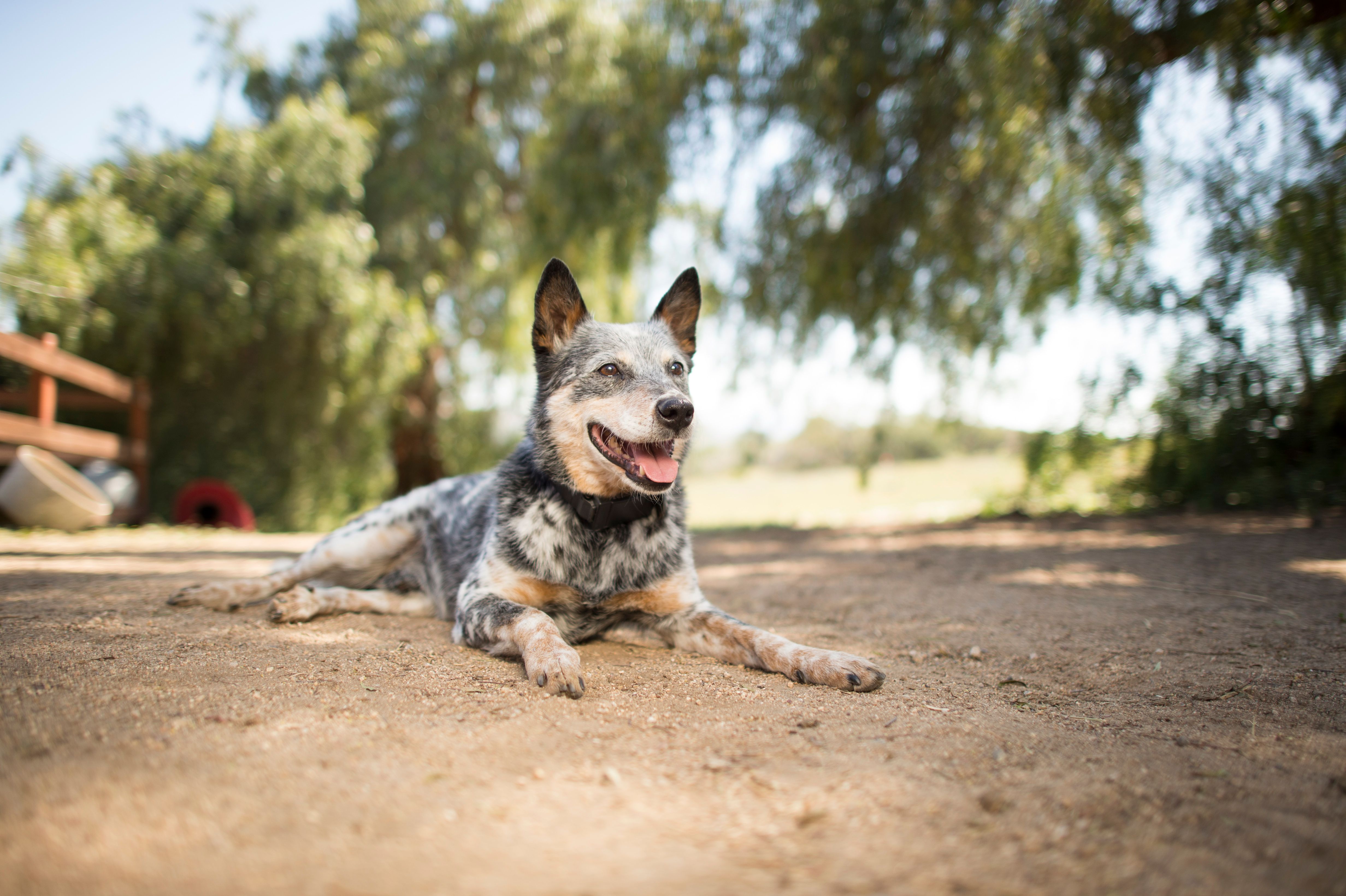 blue heeler wearing invisible fence collar 