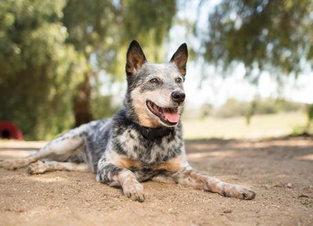 blue heeler wearing invisible fence collar
