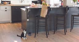 Cat staying on floor while food and groceries are on kitchen counter.