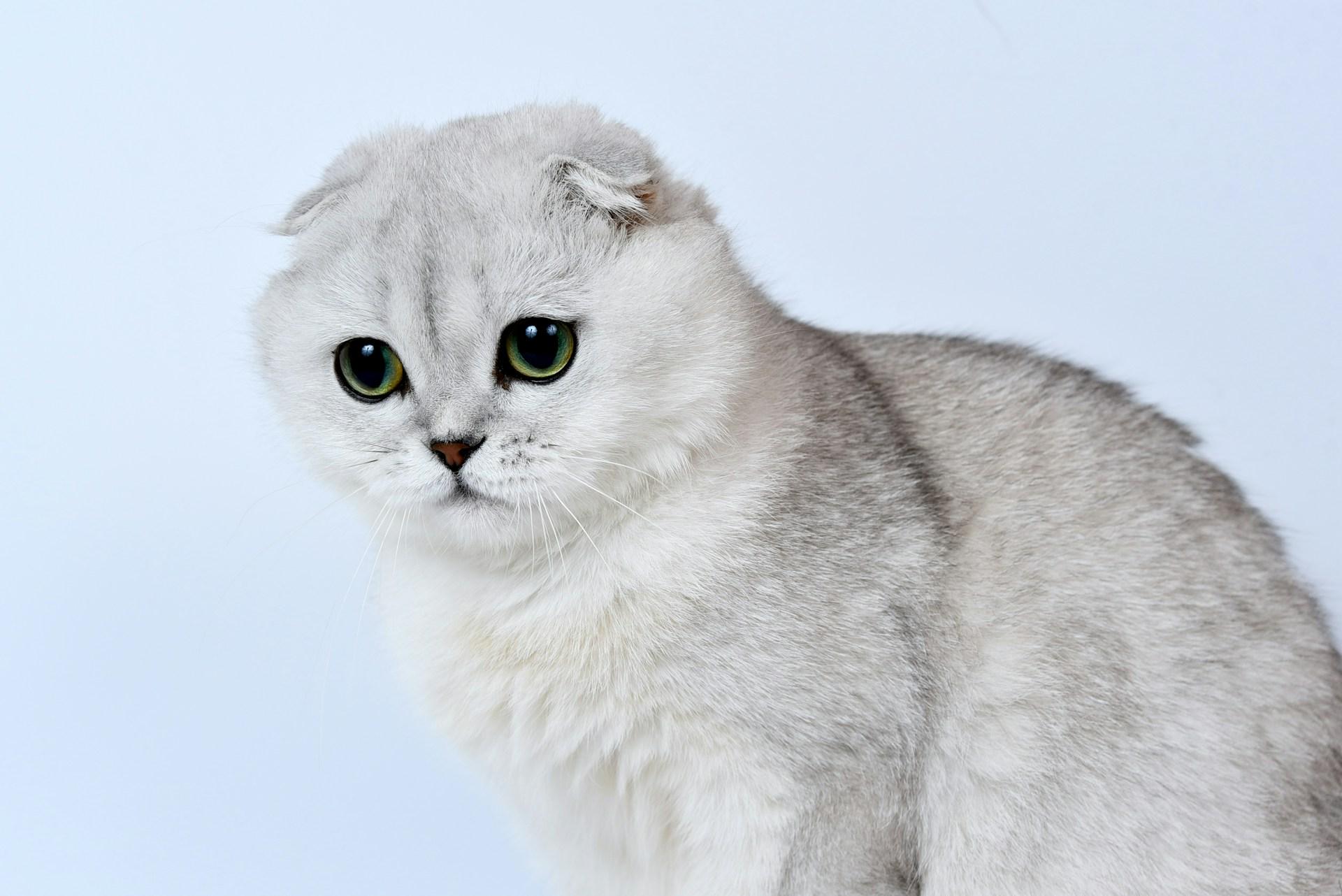 White Scottish Fold Cat