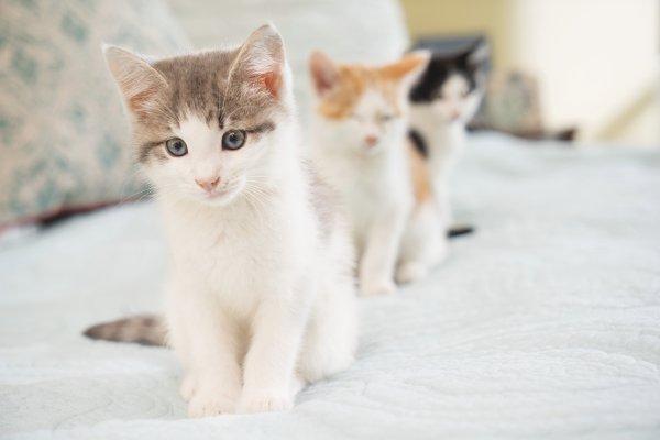 The Perks of Being a Cat Lady
