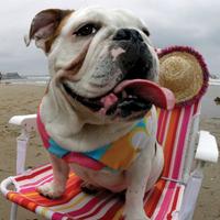 Bulldog sitting in beach chair