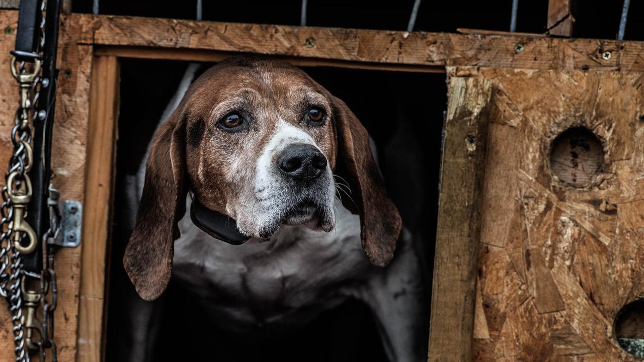 Older Walker Coon Hound being quiet in dog box with bark collar on.