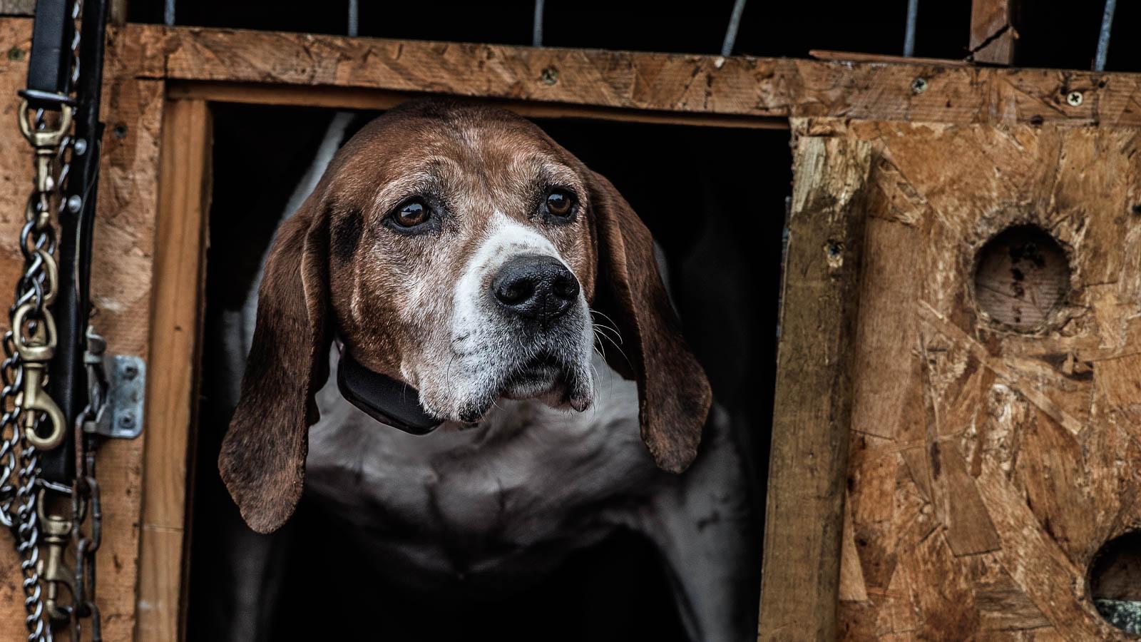 Beagle in kennel wearing NoBark collar