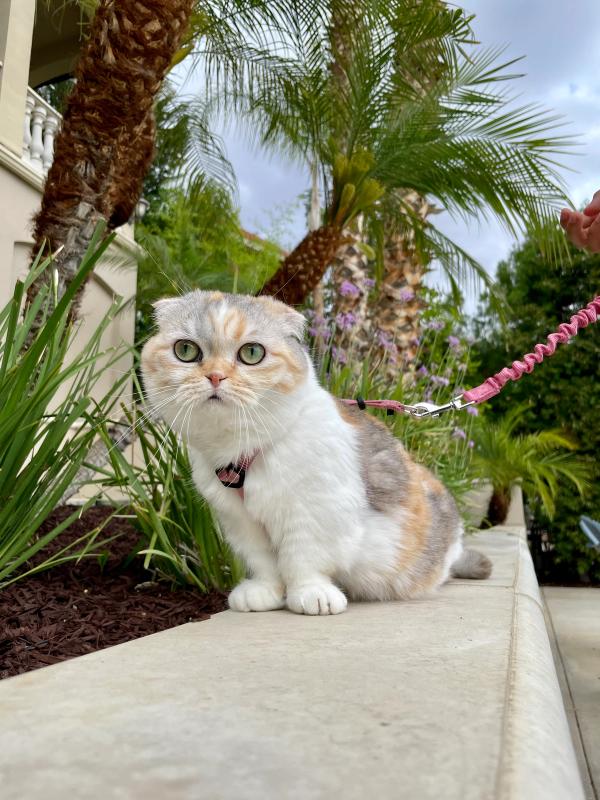 Young white, brown and gray cat sitting on a ledge of a wall with a pink PetSafe Come with Me Kitty Harness. Palm trees are in the background.