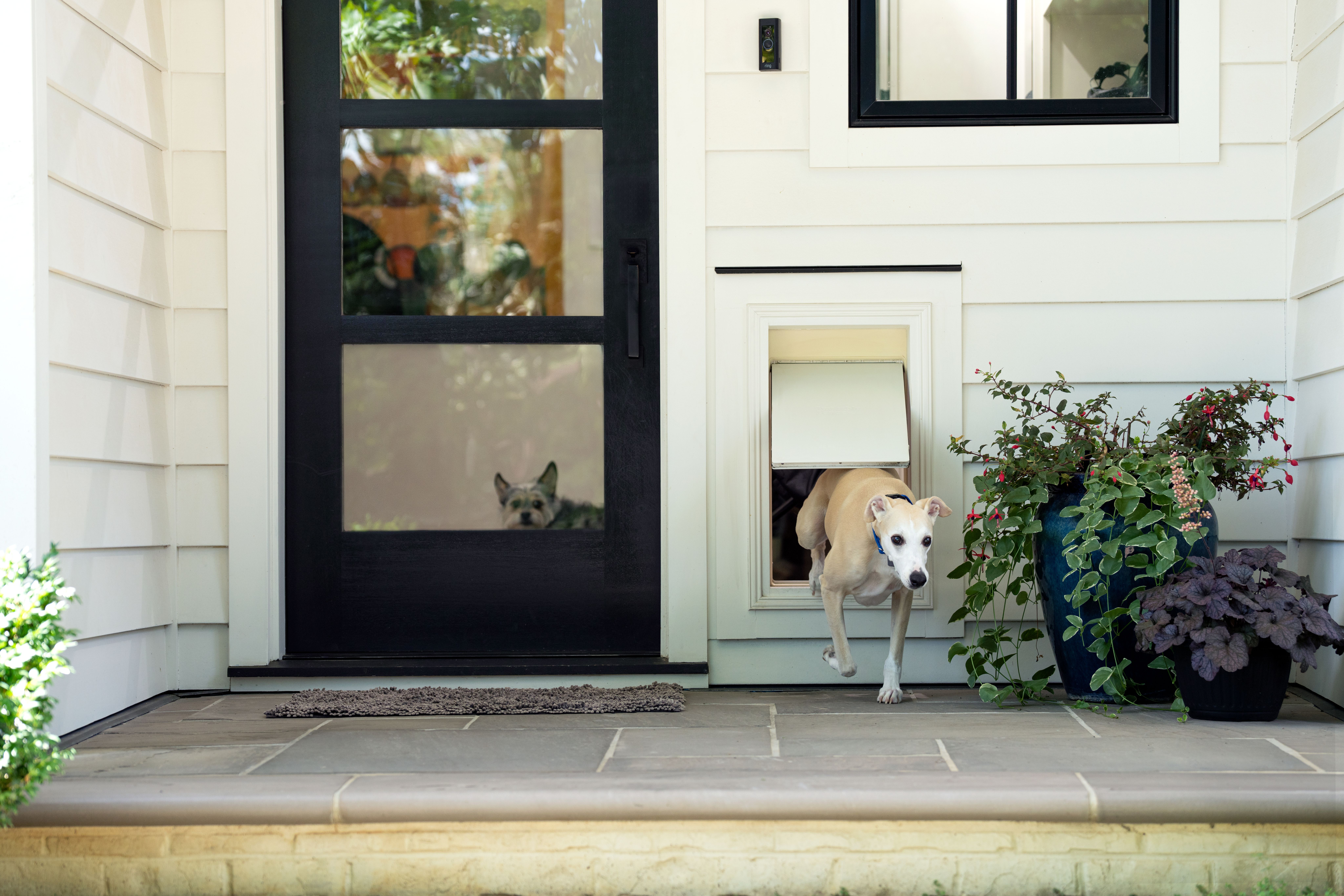 happy dog in clean home with invisible fence brand whole home system