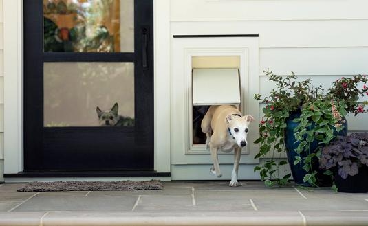 happy dog in clean home with invisible fence brand whole home system