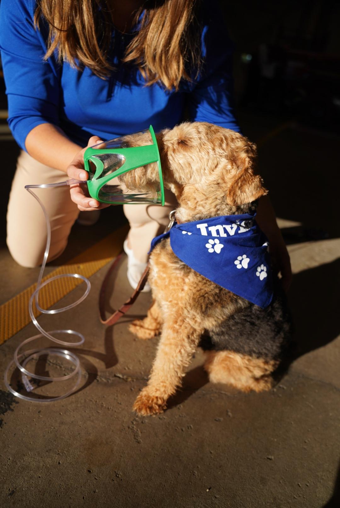 dog with oxygen mask