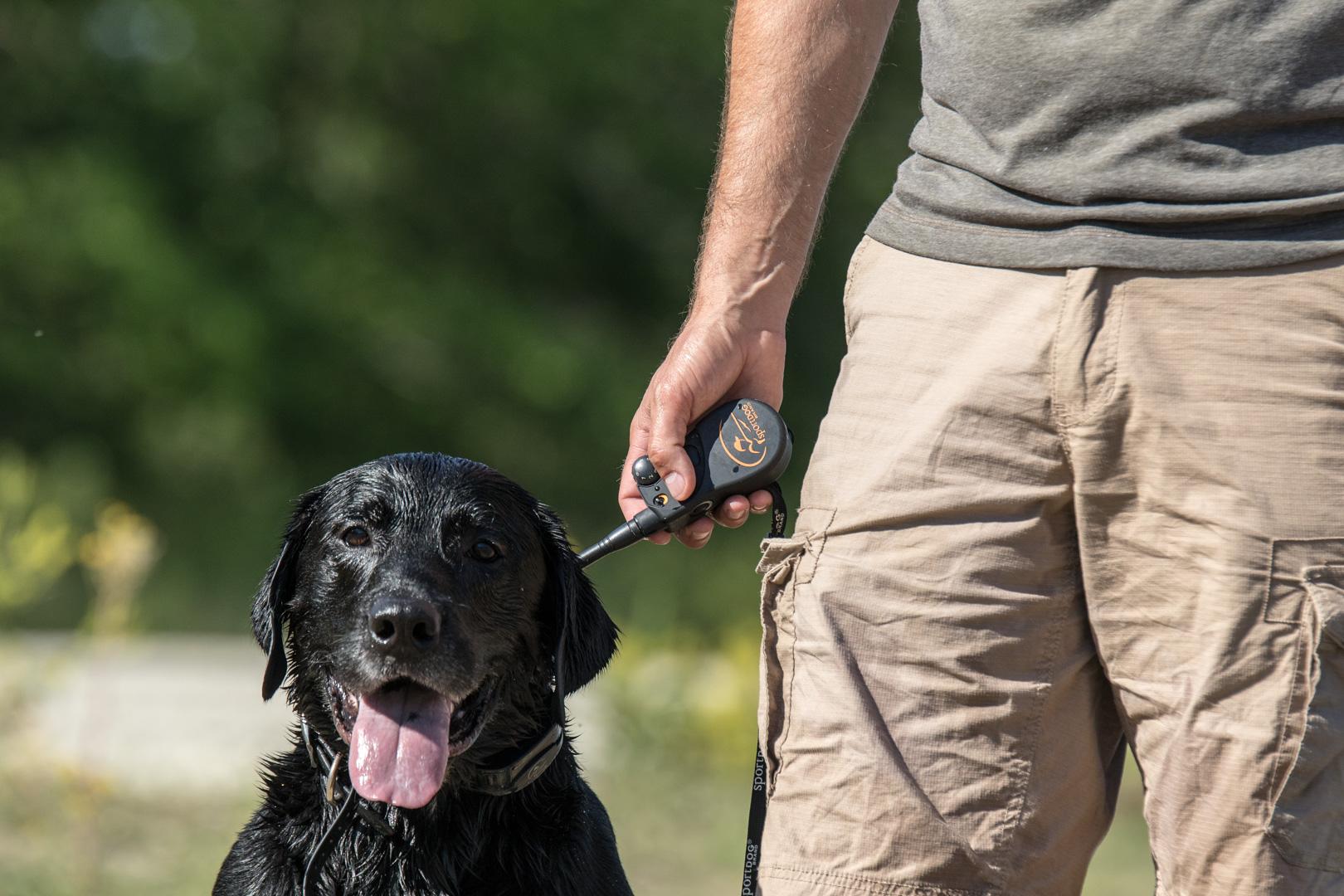 Man holding e-collar remote next to black lab that is panting.