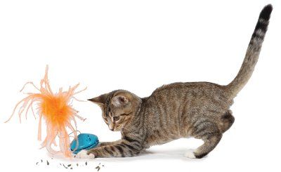 cat behavior enrichment toys