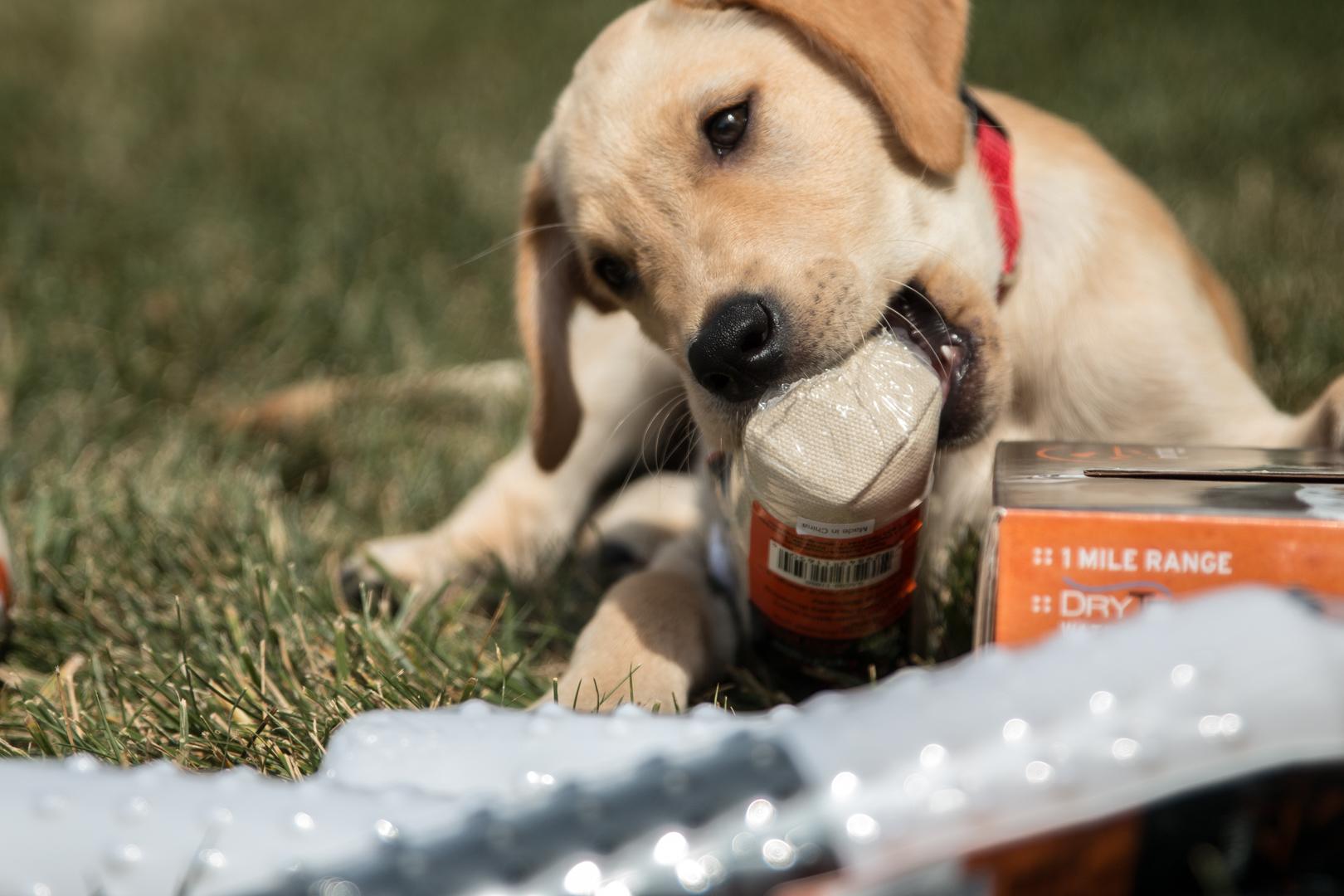 Yellow lab puppy with puppy canvas dummy in mouth