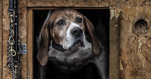 a focused hunting dog wearing a SportDOG bark collar