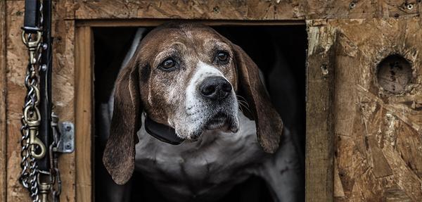 Dog wearing NOBARK collar