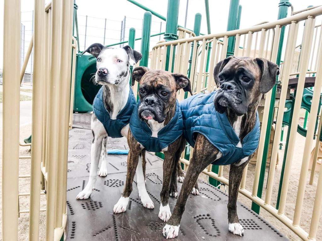 Trail Tested: 5 Dogs Who Love the Kurgo Loft Jacket