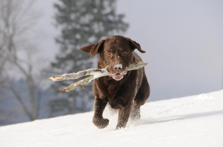 Dog with snow on its face