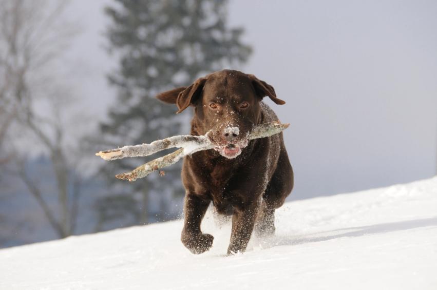 Dog with snow on its face